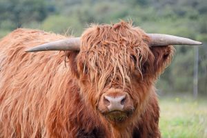 Highland Bull - OBAN SCOTLAND
